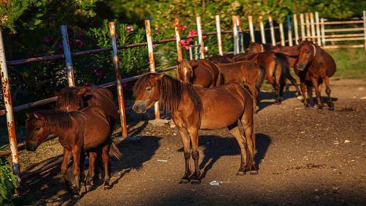 Σκυριανά αλογάκια έξω από τη Θεσσαλονίκη