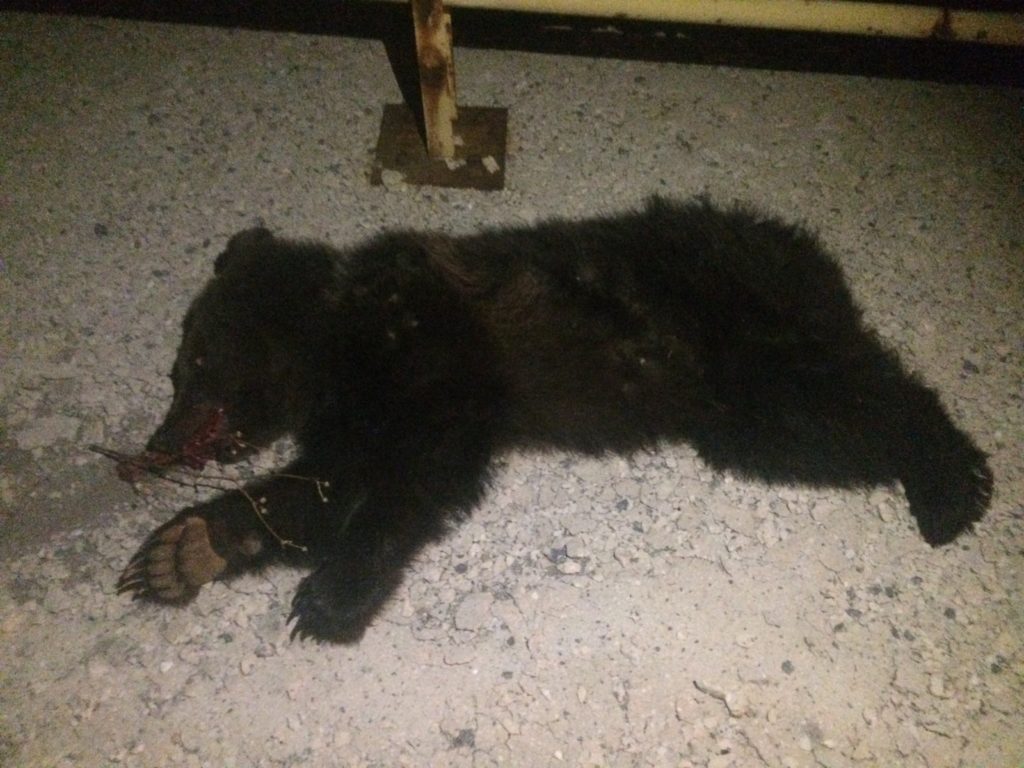 Βρήκαν νεκρή νεαρή αρκούδα που γέννησε πρόσφατα