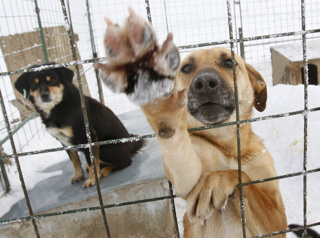 Σαν Φρανσίσκο: Μόνον αδέσποτα θα πωλούν τα pet shop