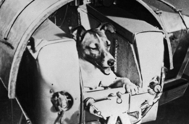 60 χρόνια πριν: Η ΕΣΣΔ στέλνει τη σκυλίτσα Λάικα στο διάστημα σ’ ένα ταξίδι χωρίς επιστροφή