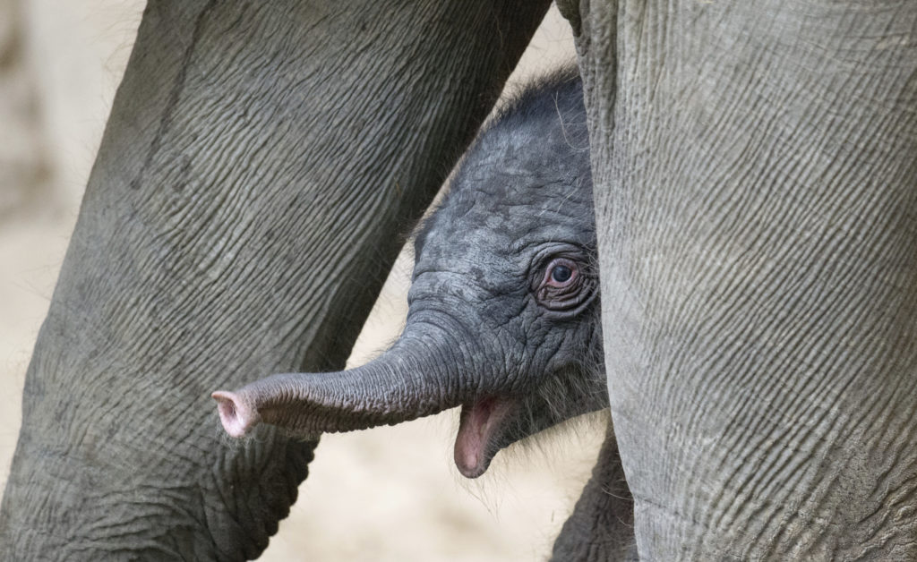 «Άδεια εγκυμοσύνης» στις ελεφαντίνες!