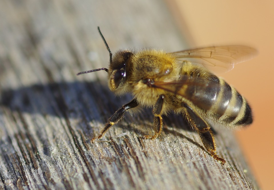 «Πώς θα απελευθερωθούν οι μέλισσες από την βασίλισσα;» – Επική απορία αναρχικού στο Indymedia