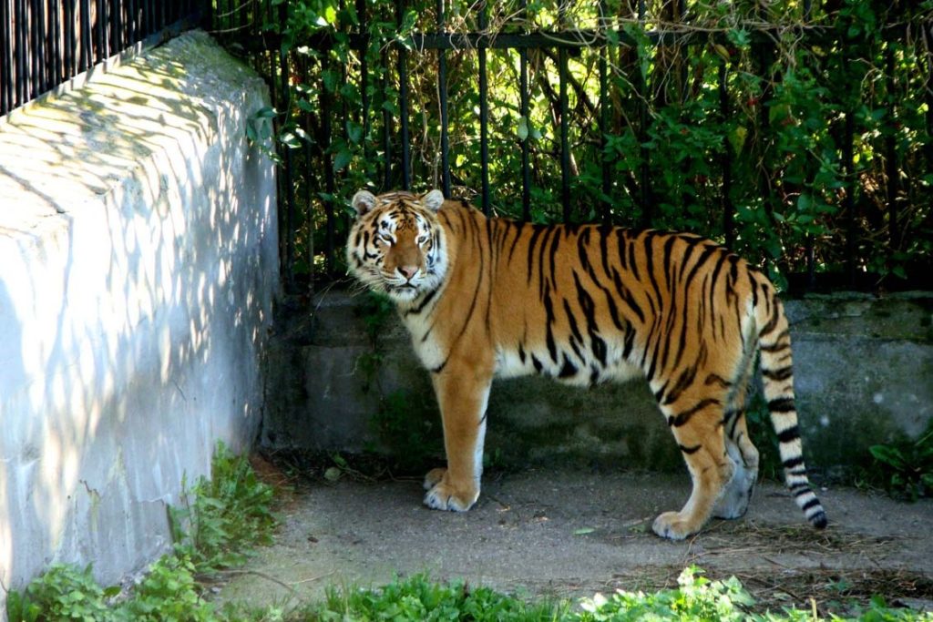 Ρωσία: Υπάλληλος ζωολογικού κήπου γλιτώνει την τελευταία στιγμή από τίγρη (Video + Photos)