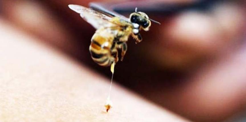 Η θέση της ΕΡΕ-ΕΠΕΡΕ για τη μελισσοθεραπεία