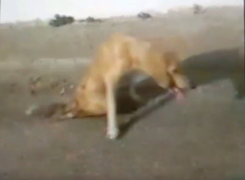 Χαλκιδική: Εντοπίστηκε και μεταφέρθηκε σε κτηνίατρο το σκυλί με την παράλυση στα πίσω πόδια (Video)