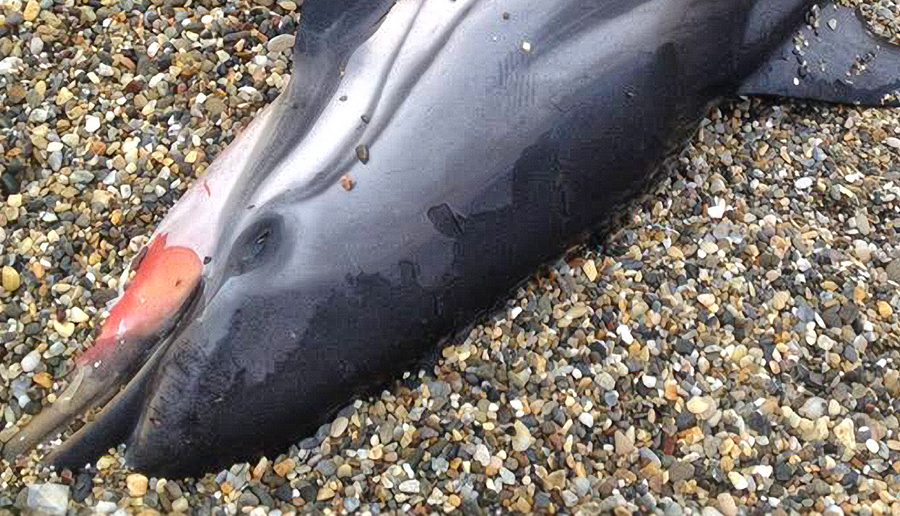 Άγνωστοι δολοφόνησαν ένα από τα πιο χαριτωμένα είδη δελφινιού στη Μεσόγειο (Photos)
