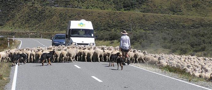 Λέσβος: Τραγωδία με νεκρό από πρόσκρουση οχημάτων πάνω σε πρόβατα