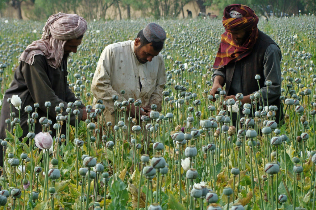 Ρεκόρ παραγωγής οπίου στο Αφγανιστάν