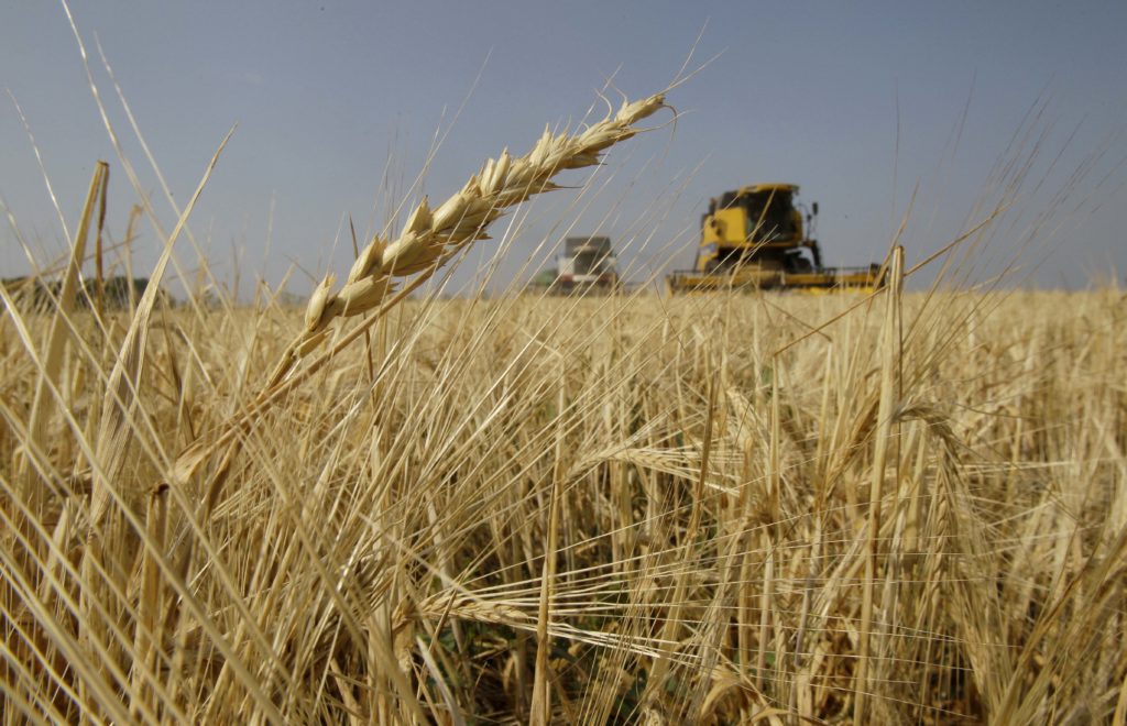 Ρωσία: Η καλύτερη χρονιά για τα σιτηρά