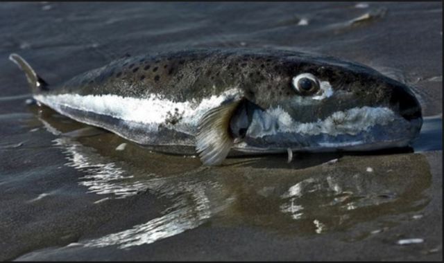 Αυτό είναι το επικίνδυνο-τοξικό ψάρι Λαγοκέφαλος – Εμφανίστηκε στον Μαλλιακό κόλπο (Photos)