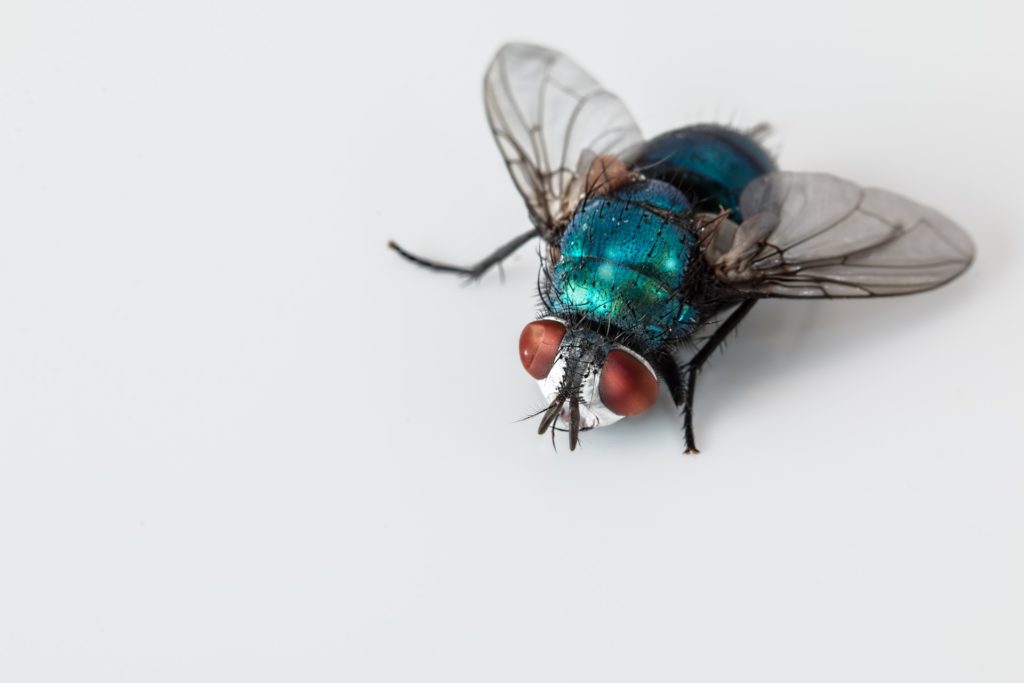 Οι μύγες είναι πιο επικίνδυνες απ΄ό,τι νομίζαμε – Μην τις αφήνετε πάνω στο φαγητό σας