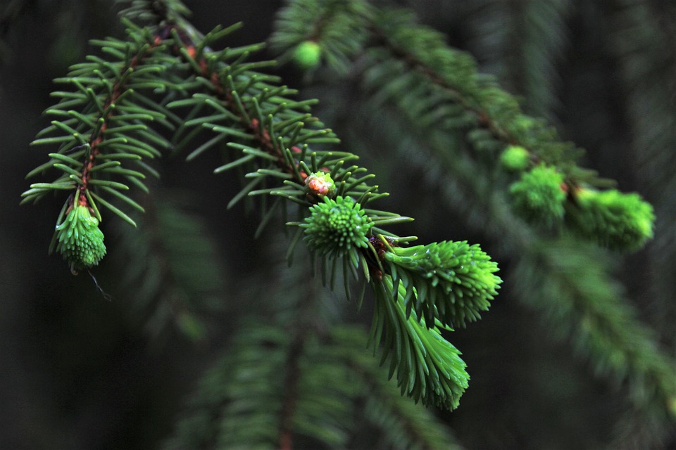 Ω Ελάτο  – Πού θα κυμανθούν φέτος οι τιμές για αληθινό χριστουγεννιάτικο δέντρο