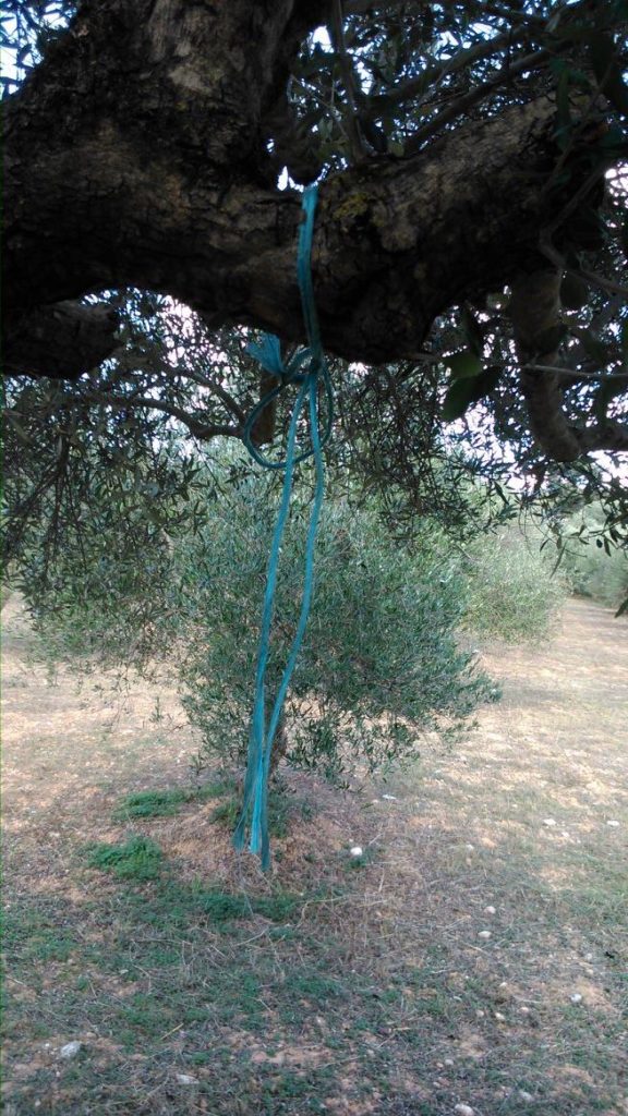 Ακόμη μία κτηνωδία στην Κρήτη: Κρέμασαν σκυλί από δέντρο (Σκληρές photos)