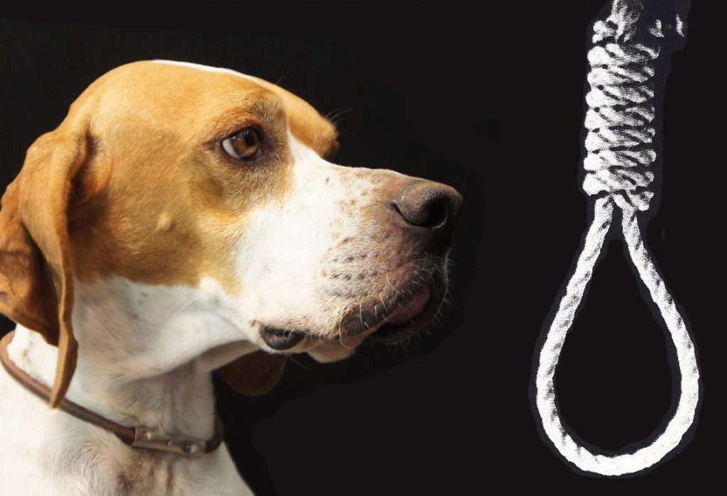 Δίνουν 1000 ευρώ για το δολοφόνο του σκύλου στην Κάτω Αχαγιά