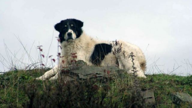 «Τσοπανόσκυλα σκότωσαν το σκύλο μου» – Μήνυση 45χρονου κατά κτηνοτρόφου