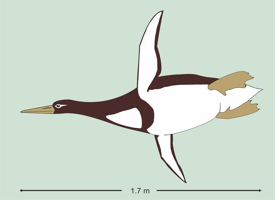 Απολίθωμα γιγάντιου πιγκουίνου βρέθηκε στη Νέα Ζηλανδία – Είχε το ύψος ανθρώπου