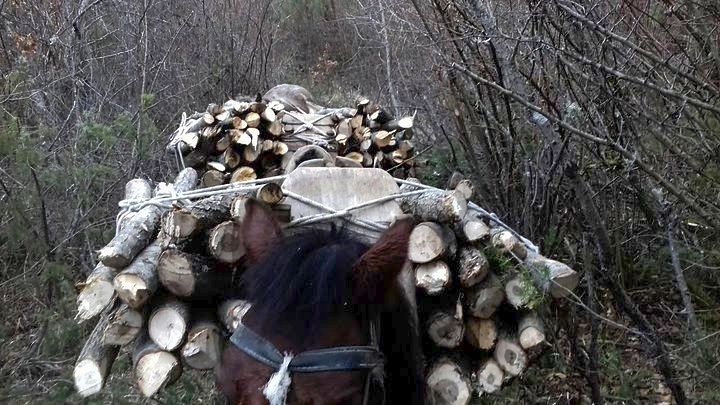 Αλβανοί έκοψαν και φόρτωσαν ξυλεία σε 5 άλογα, αλλά δεν τα πήραν ποτέ μαζί τους