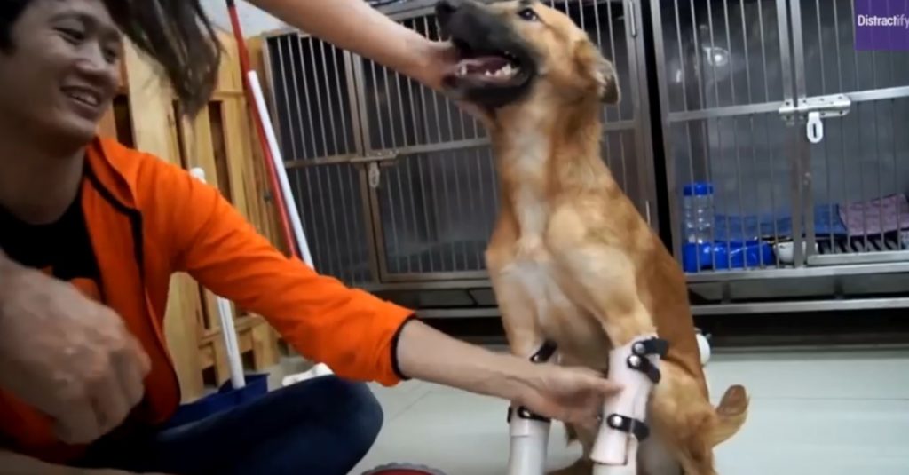 Ταϊλάνδη: Νέα ζωή για το λυκόσκυλο που ακρωτηριάστηκε με σπαθί (video)