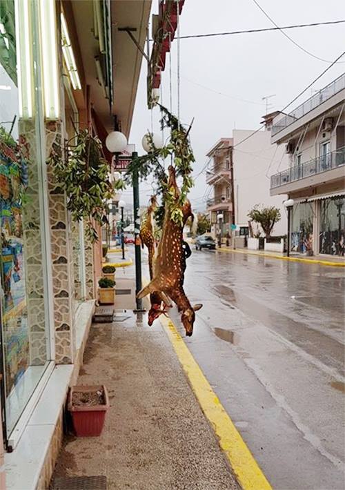 Ο Ρούντολφ στο τσιγκέλι!