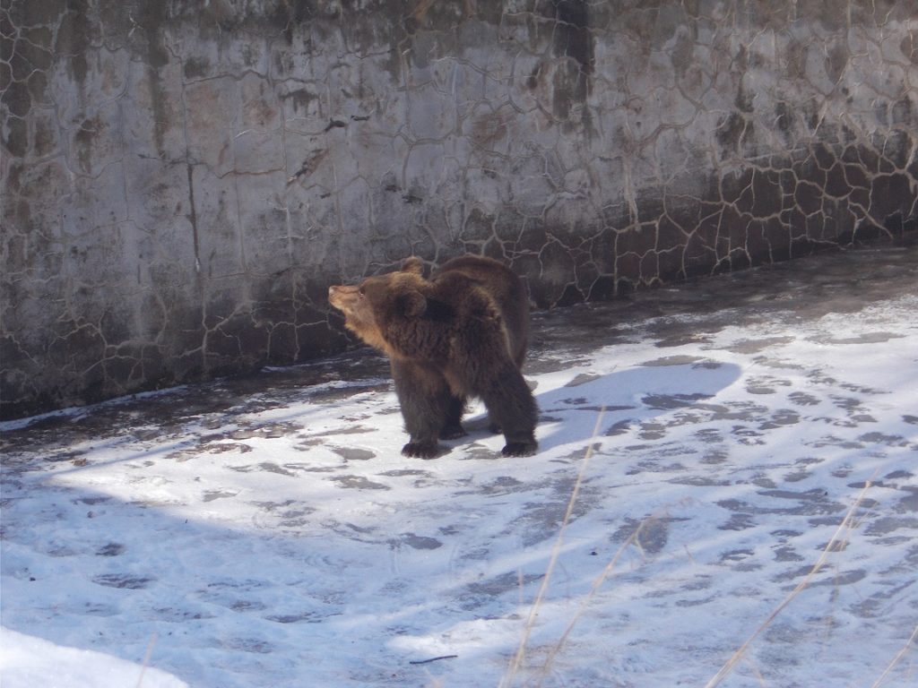 Εξάωρη επιχείρηση διάσωσης για τη Χριστίνα, τη μικρή αρκούδα που εγκλωβίστηκε σε δεξαμενή στο Νευροκόπι (Photos)