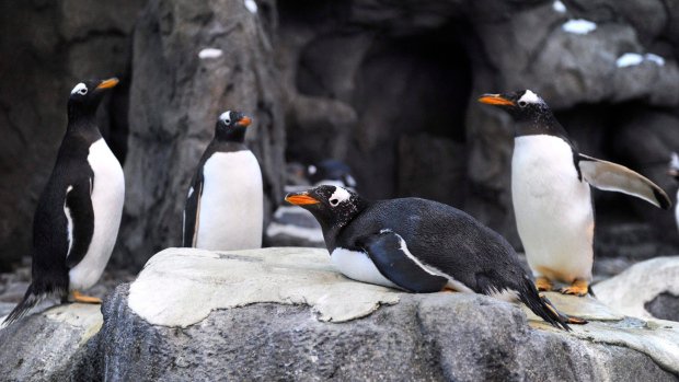 Καναδάς: Καταφύγιο για τους πιγκουίνους λόγω… ψύχους!