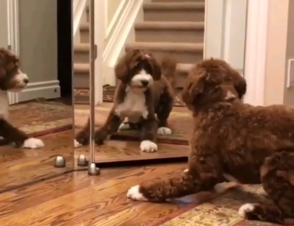 Η αντίδραση του σκυλάκου που βλέπει τον εαυτό του στον καθρέφτη… (Video)