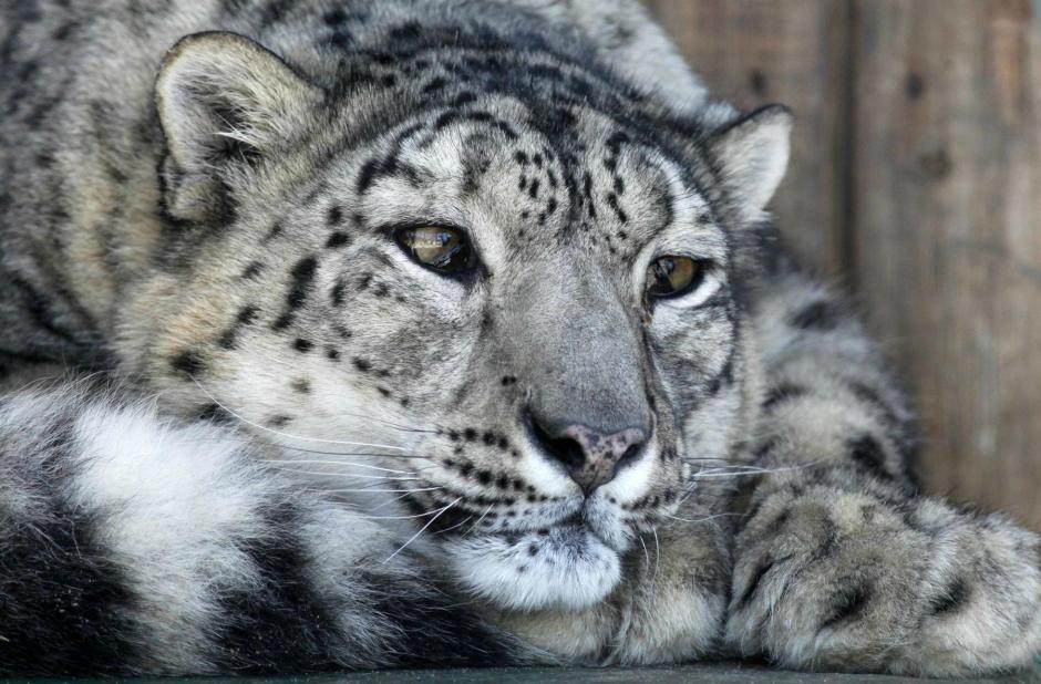 Κίνα: Αναζητείται σύντροφος για λεοπάρδαλη του χιονιού που θέλει να ζευγαρώσει