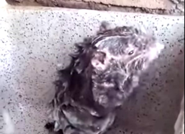 Ψέμα το βίντεο με τον αρουραίο που κάνει μπάνιο; (Video)