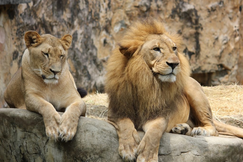 Η αντεπίθεση των λιονταριών: Κατασπάραξαν λαθροκυνηγό σε καταφύγιο της Ν. Αφρικής
