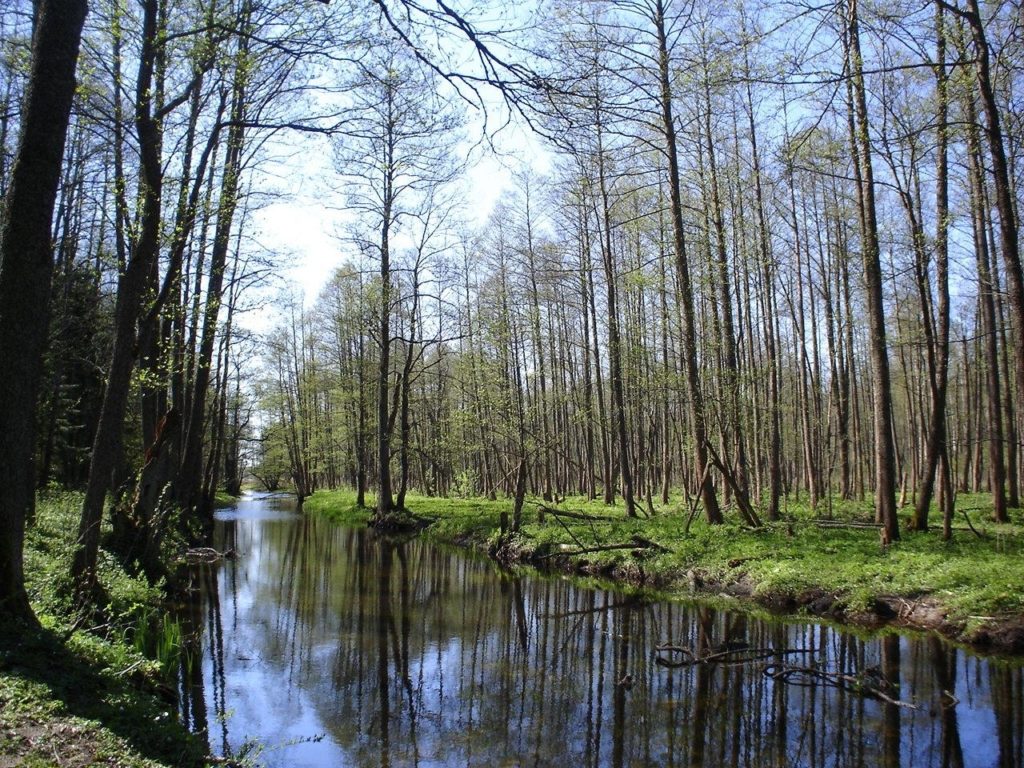 Ευρωπαϊκό «καμπανάκι» προς την Πολωνία για υλοτόμηση αρχέγονου δάσους