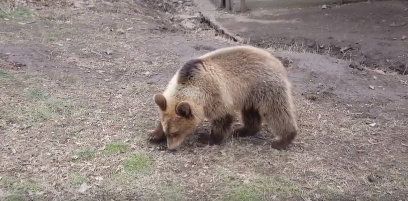 Αυτός είναι ο Ρέι – Το αρκουδάκι που είχαν βγάλει σε αγγελία πώλησης (Video & Photos)