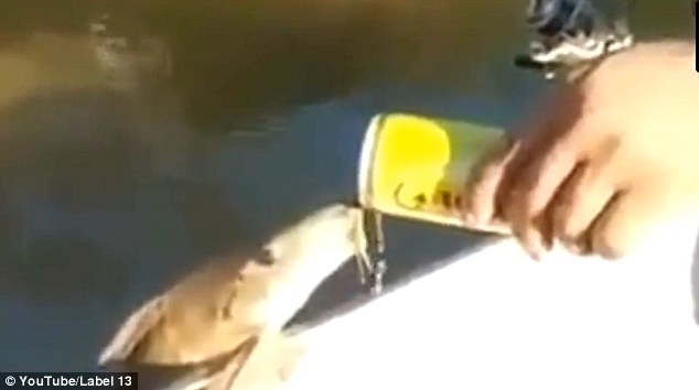 Το ψάρι που πίνει μια μπύρα στην καθισιά του! (Video)