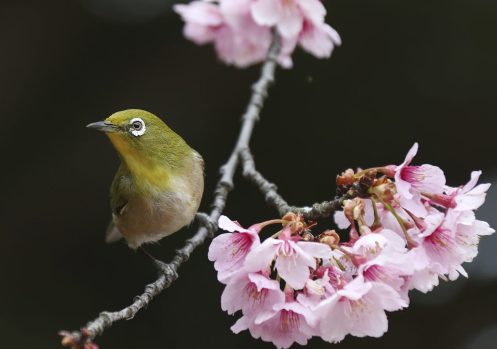 Οι κερασιές άνθισαν στο Τόκιο καλωσορίζοντας την άνοιξη (Photos)