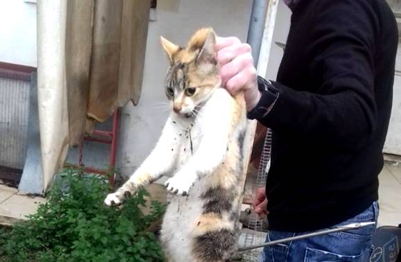 Δεύτερο περιστατικό αποτρόπαιης κακοποίησης ζώου μετά τους φαντάρους στην Κόνιτσα (Προσοχή σκληρές Εικόνες)