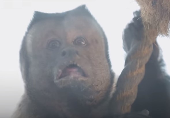 Αυτή η …τετραγωνοπρόσωπη μαϊμού που έχει γίνει viral (Video)