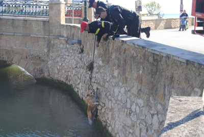 Ζάκυνθος: Πυροσβέστες έσωσαν από πνιγμό σκύλο που έπεσε σε ποτάμι (Photos)