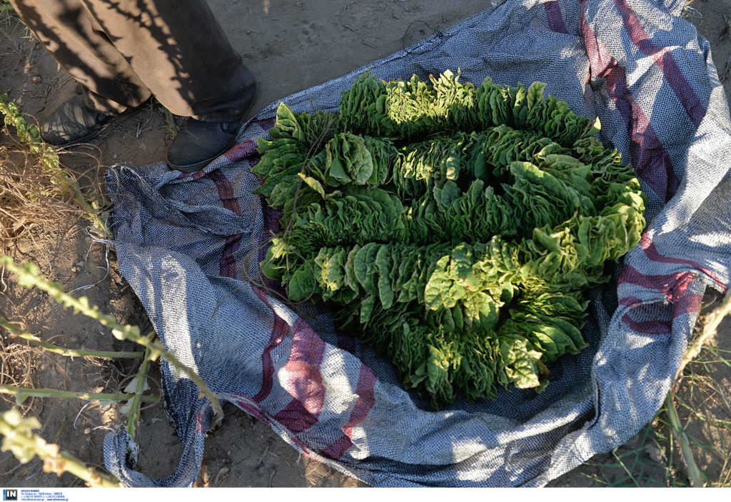 «Στροφή» στον βιολογικό καπνό – Στα 5.000 στρέμματα η καλλιέργειά του