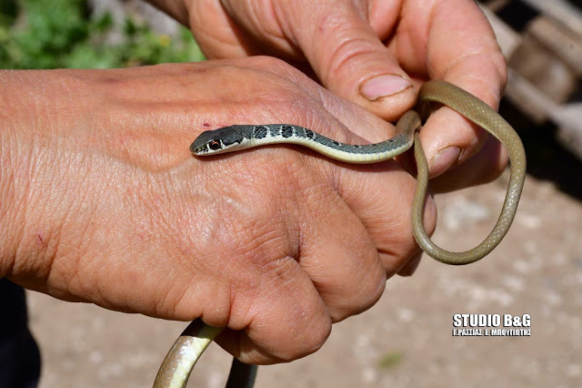 Αυτό είναι το πιο γρήγορο φίδι στην Ελλάδα – Δείτε το στα χέρια ενός αγρότη (Video)