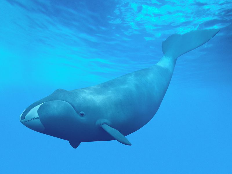Φάλαινες προσελκύουν το ταίρι τους τραγουδώντας… free jazz!