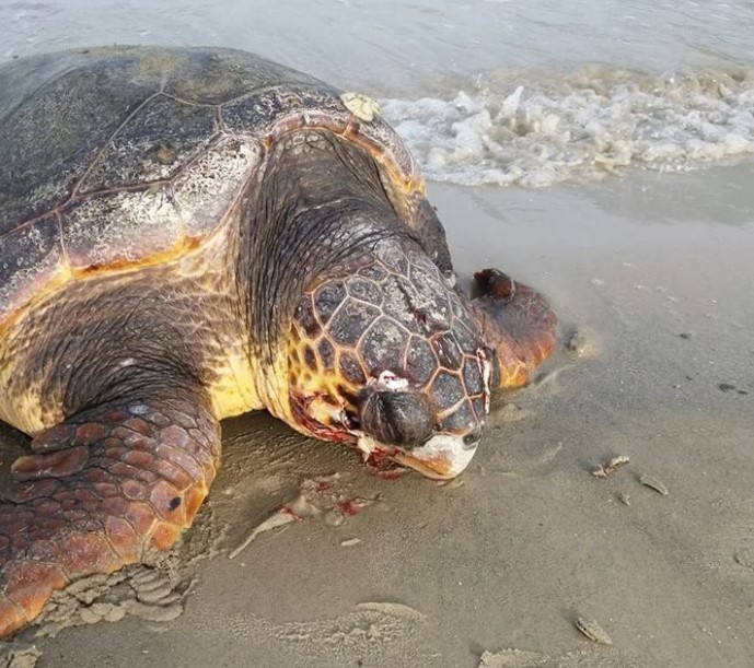Κρήτη: Βαριά τραυματισμένη θαλάσσια χελώνα (Photos)