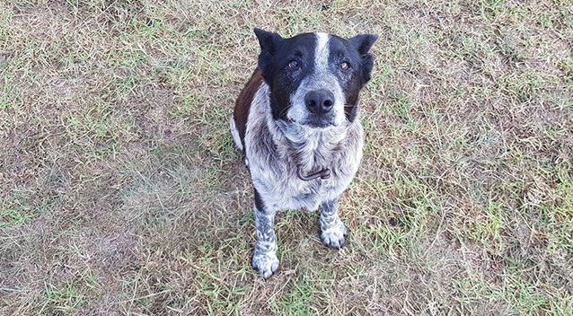 Επίτιμος σκύλος της αστυνομίας του Κουίνσλαντ ανακηρύχθηκε ο Μαξ, που προστάτεψε 3χρονο κορίτσι στην αυστραλιανή σαβάνα