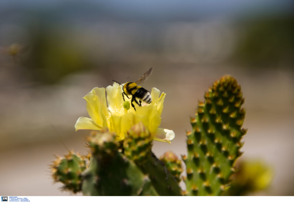 Άργος: Αγρότης νεκρός από τσίμπημα μέλισσας – Είχε κάνει αντιαλλεργική ένεση αλλά δεν τον έσωσε