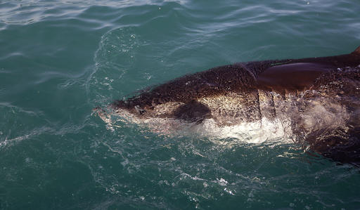 Ψαράς στον Πατραϊκό κόλπο έπιασε… καρχαρία 200 κιλών! (Photos)