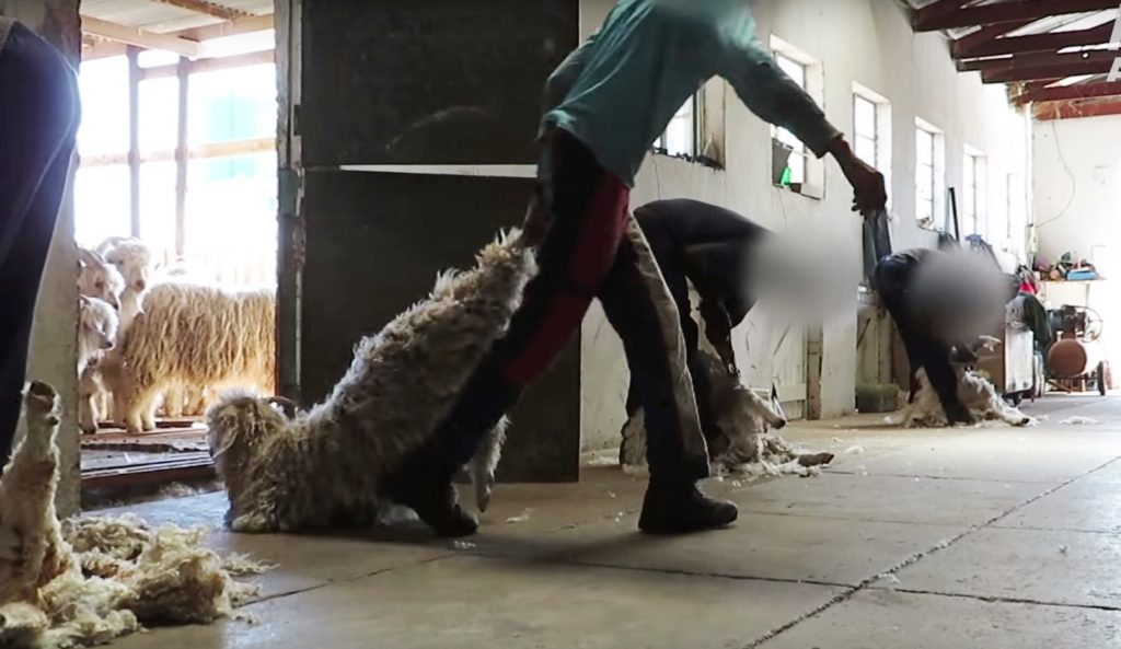Οι αντιδράσεις κατά της κακοποίησης των ζώων υποχρέωσαν μεγάλες εταιρείες να απαρνηθούν το μάλλινο μοχέρ (Video)