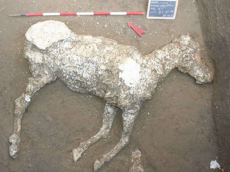 Πομπηία: Βρέθηκε άλογο που θάφτηκε στη λάβα μετά την έκρηξη του Βεζούβιου