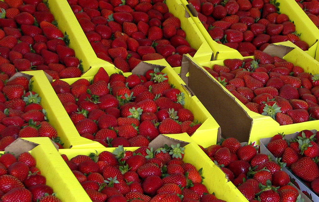 Πειραιάς: Δέσμευσαν 1,5 τόνο φράουλες ακατάλληλες προς πώληση