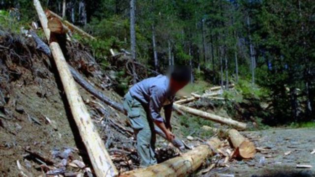 Λαμία: 38χρονος ξυλοκόπος έπεσε σε γκρεμό – Τον …έσπρωξε το δέντρο που έκοβε