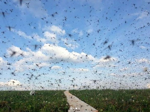 Σμήνη κουνουπιών τρομοκρατούν ανθρώπους και σκοτώνουν ζώα (Photos+Video)