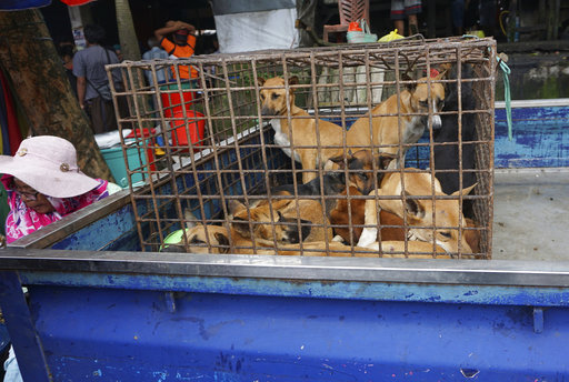 Ινδονησία: Κινητοποίηση για να σταματήσουν να τρώνε κρέας σκύλου