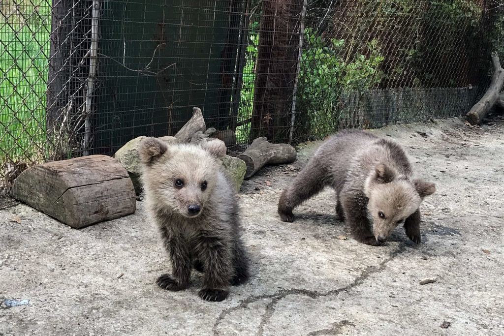 Καταφύγιο σε αυλή σπιτιού στη Φλώρινα βρήκε μία αρκούδα με τα μικρά της
